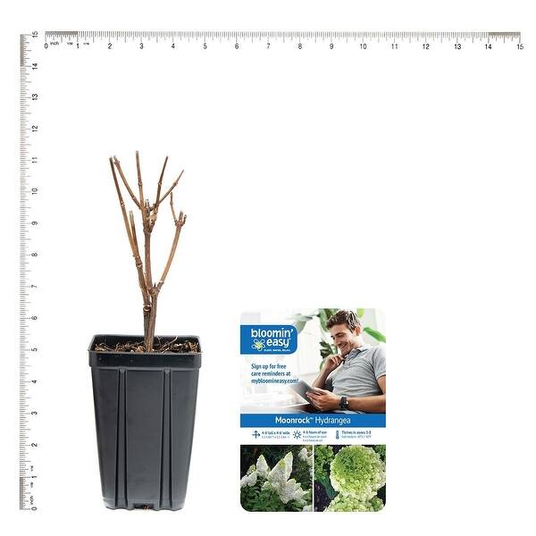 Bloomin' Easy Hydrangea Moonrock 4" Potted Rocketliners Set of 3 Plants